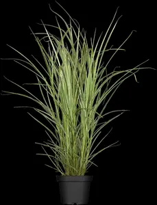 Miscanthus sin. 'Variegatus'
