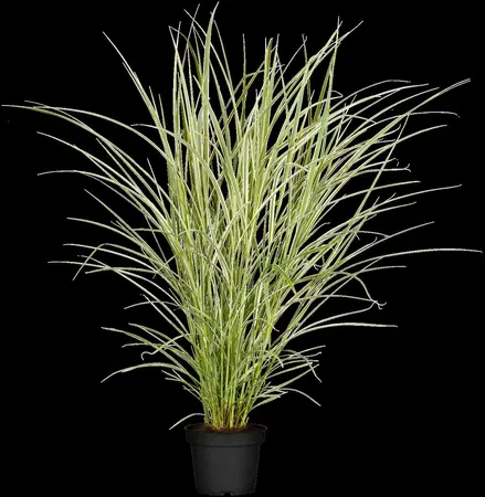 Miscanthus sin. 'Variegatus' - 2 Ltr pot - image 3