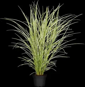 Miscanthus sin. 'Variegatus' - 2 Ltr pot - image 3