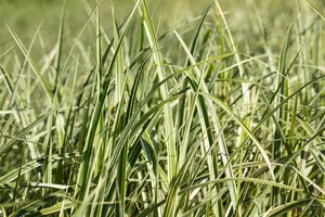 Miscanthus sin. 'Variegatus' - 4 Ltr pot - image 5