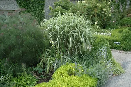Miscanthus sin. 'Variegatus' - 2 Ltr pot - image 4