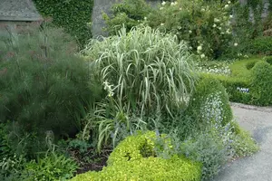 Miscanthus sin. 'Variegatus' - 2 Ltr pot - image 4