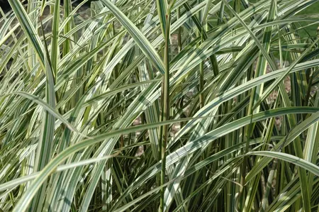 Miscanthus sin. 'Variegatus' - 2 Ltr pot - image 5