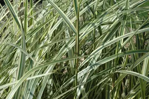 Miscanthus sin. 'Variegatus' - 2 Ltr pot - image 5