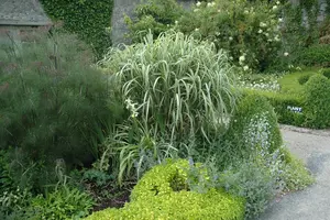 Miscanthus sin. 'Variegatus' - 4 Ltr pot - image 2