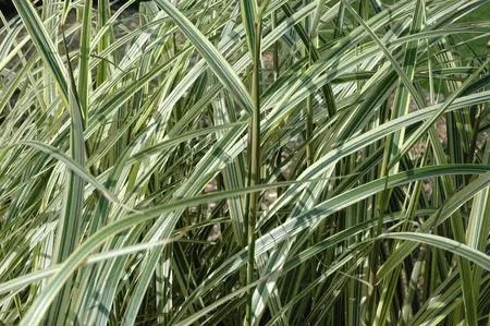 Miscanthus sin. 'Variegatus' - 4 Ltr pot - image 3