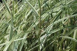 Miscanthus sin. 'Variegatus' - 4 Ltr pot - image 3