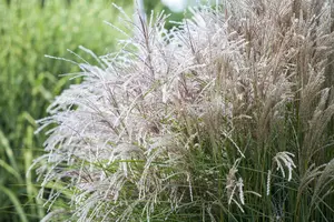 Miscanthus sin. 'Vulcano' - 2 Ltr pot - image 3