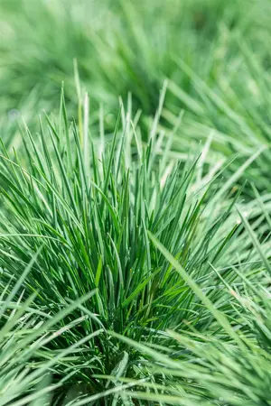 Miscanthus sin. 'Yaka Dance'? - 2 Ltr pot - image 4