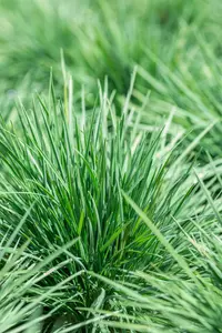 Miscanthus sin. 'Yaka Dance'? - 2 Ltr pot - image 4