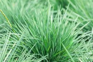 Miscanthus sin. 'Yaka Dance'? - 2 Ltr pot - image 3