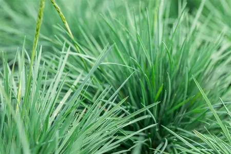 Miscanthus sin. 'Yaka Dance'? - 2.5 Ltr pot - image 2