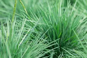 Miscanthus sin. 'Yaka Dance'? - 2.5 Ltr pot - image 2