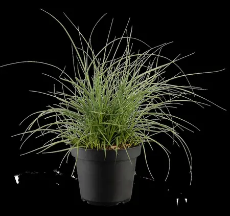 Miscanthus sin. 'Yaka Dance'? - 2 Ltr pot - image 1
