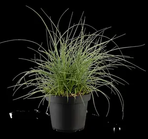 Miscanthus sin. 'Yaka Dance'?