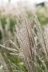 Miscanthus sin. 'Yakushima Dwarf' - 3 Ltr pot - image 4