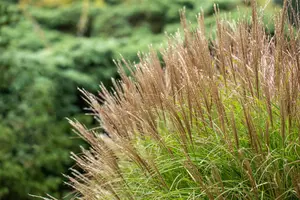 Miscanthus sin. 'Yakushima Dwarf' - 3 Ltr pot - image 5