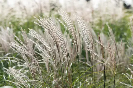 Miscanthus sin. 'Yakushima Dwarf' - 3 Ltr pot - image 2
