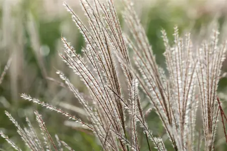Miscanthus sin. 'Yakushima Dwarf' - 3 Ltr pot - image 3