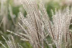 Miscanthus sin. 'Yakushima Dwarf' - 3 Ltr pot - image 3
