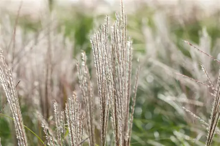 Miscanthus sin. 'Yakushima Dwarf' - 3 Ltr pot - image 5