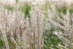Miscanthus sin. 'Yakushima Dwarf' - 3 Ltr pot - image 5