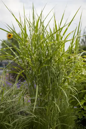 Miscanthus sin. 'Zebrinus' - 2 Ltr pot - image 3