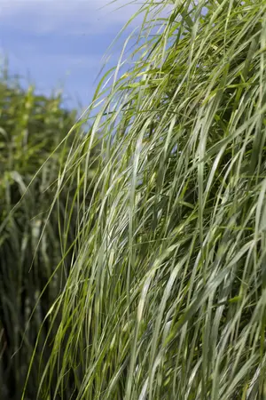 Miscanthus sin. 'Zebrinus' - 150-175 CM C20 - image 3