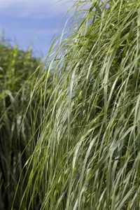 Miscanthus sin. 'Zebrinus' - 150-175 CM C20 - image 3