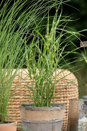 Miscanthus sin. 'Zebrinus' - 150-175 CM C20 - image 5