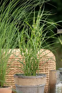 Miscanthus sin. 'Zebrinus' - 150-175 CM C20 - image 5