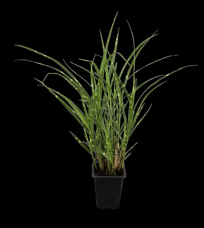 Miscanthus sin. 'Zebrinus' - 2 Ltr pot - image 1