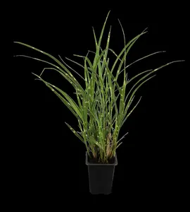 Miscanthus sin. 'Zebrinus'