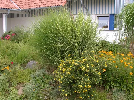 Miscanthus sin. 'Zebrinus' - 150-175 CM C20 - image 4