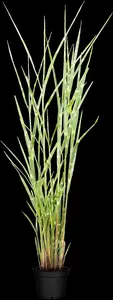 Miscanthus sin. 'Zebrinus' - 2 Ltr pot - image 4