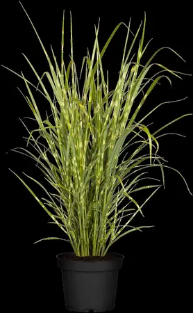 Miscanthus sin. 'Zebrinus' - 2 Ltr pot - image 5