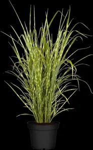 Miscanthus sin. 'Zebrinus' - 2 Ltr pot - image 5