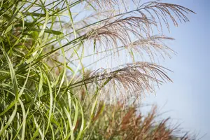 Miscanthus sin. 'Zwergelefant'