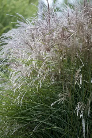 Miscanthus sinensis 'Boucle' - P9 - image 1