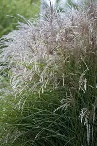 Miscanthus sinensis 'Boucle'