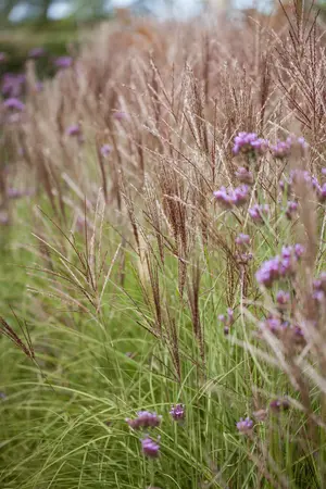Miscanthus sinensis 'Boucle' - P9 - image 2