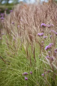 Miscanthus sinensis 'Boucle' - P9 - image 2