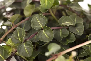 Mitchella repens - P9 - image 2