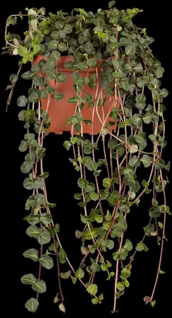 Mitchella repens - P9 - image 1