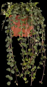 Mitchella repens
