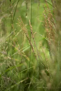Molinia arund. 'Karl Foerster' - 2 Ltr pot - image 2