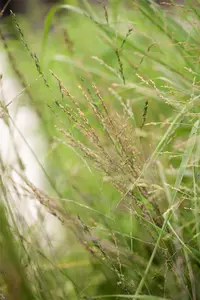 Molinia arundinacea 'Transparent'