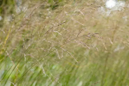 Molinia arundinacea 'Transparent' - 5 Ltr pot - image 2