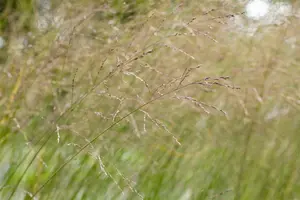 Molinia arundinacea 'Transparent' - P11 - image 2