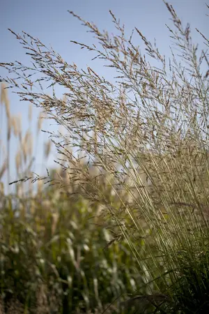 Molinia arundinacea 'Winds?ule' - P9 - image 1